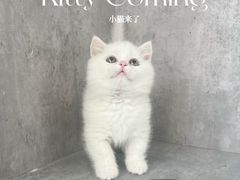 -小猫来了·猫舍(红山六九七九店)