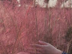 -花博汇(知音花月夜)