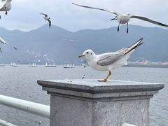-滇池海埂公园