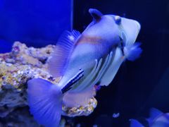 -沙沙哗啦海洋馆(华宇百花谷店)