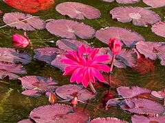 -国家植物园南园