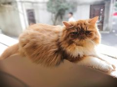 -More Fun猫咖 二十只万元加菲主题