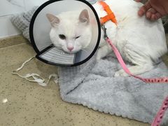 -伟伟宠物医院·CT影像中心·瑞派犬猫综合性门诊(汉口总院)