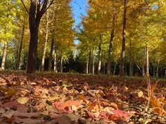 -永定河休闲森林公园