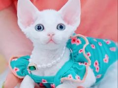 -十年猫舍·猫咪专门店(普陀店)
