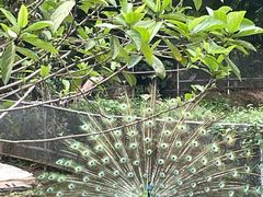 -深圳野生动物园