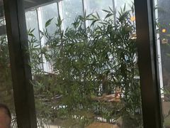 -金成潮菜博物馆(海珠湿地店)
