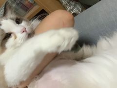 -宠爱国际动物医院·消化内科·心肾内科·ISFM猫友好(望京店)