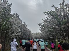 -天津东丽湖风景区