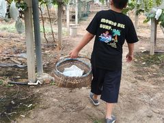 -马陆小张葡萄园农家乐