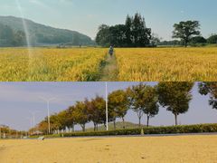 -上海佘山国家森林公园天马山园