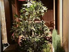 -一蘭拉面(铜锣湾店)