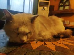 -猫猫幼稚园·撸猫·桌游·电玩