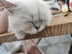 -共舞时光猫咖·狗咖(新街口店)