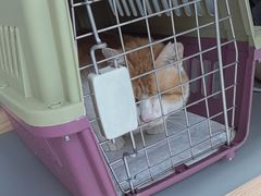 -艾贝尔宠物医院·24H转诊中心·肿瘤猫专科(江宁双龙店)