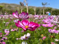 -三亚南山文化旅游区