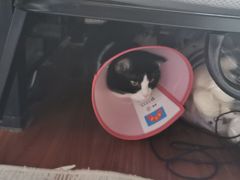 -伟伟宠物医院·瑞派猫友好医院·猫科(光谷店)