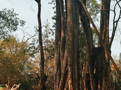 -瑞丽独树成林风景区