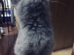 -康成宠物医院24H·CT·核磁共振