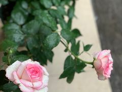 -津津老鸭粉丝馆(正东路店)