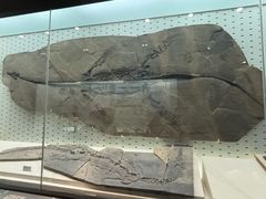 -浙江自然博物院(杭州馆)