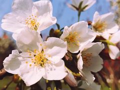 -杭州湾海上花田景区
