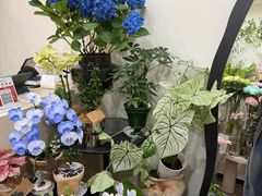 -Flower in(密渡桥店)