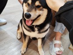 -柴迷FANS CLUB·柴犬狗咖·猫咖