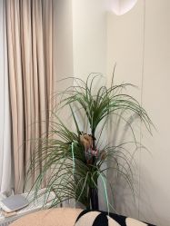 -四七美学·半永久纹眉