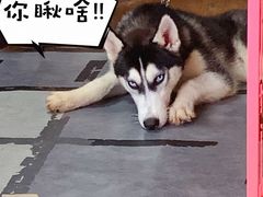 -汪说·狗咖(旺城大厦店)