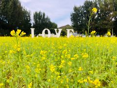 -紫海香堤香草艺术庄园