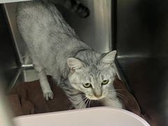 -瑞鹏宠物医院·骨科·猫科·内科(第一中心)