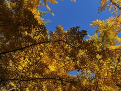 -三里屯东五街银杏大道