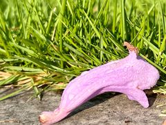 -重庆中央公园(渝北区)