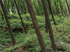 -鲁山国家森林公园