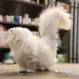 家里已经有一只猫主子了，但还是想再养一只猫主子