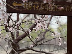 -桃花堤公园