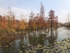 -池杉湖湿地公园
