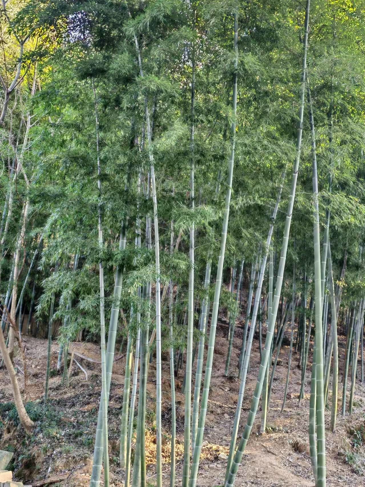 这竹子真不错