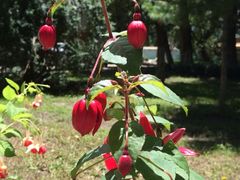 iphone_upload_pic-罗布林卡