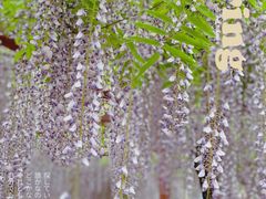 -嘉定紫藤园