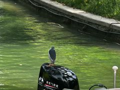 -皇家御河游(紫御湾码头)