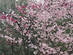 -南山植物园