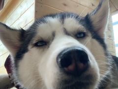 -Husky Go! 哈士奇体验馆·宠物咖啡厅狗咖