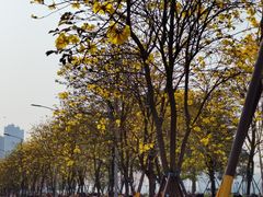 -洲头咀公园