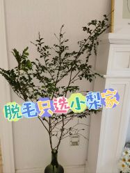 -小梨·OndaPro·专业脱毛连锁机构