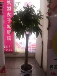 -香薇妮丝·定制减肥·身材管理