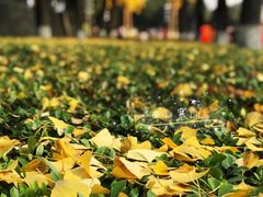 -重庆市江北嘴中央商务区中央公园