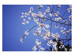 -龙坞茶村