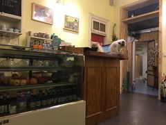 -猫色咖啡·猫咖